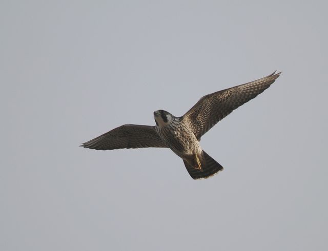 Juvenile peregrine falcon