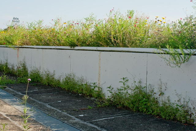 ALM0005-2011CL021.JPG