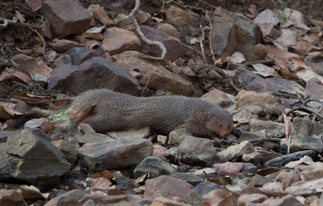 Black-tailed Mongoose