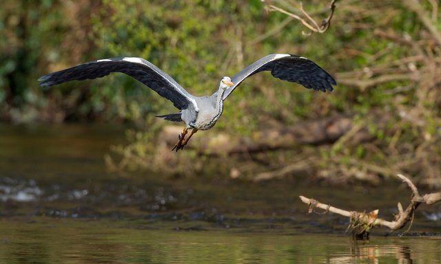 Grey heron
