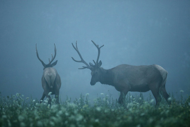 Elk