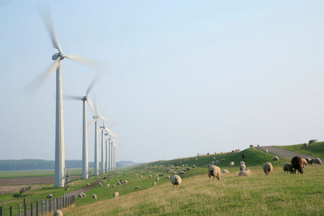 dijk schapen en windmolens