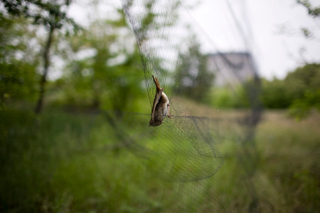 Mist net II.