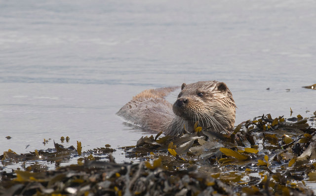 Otter