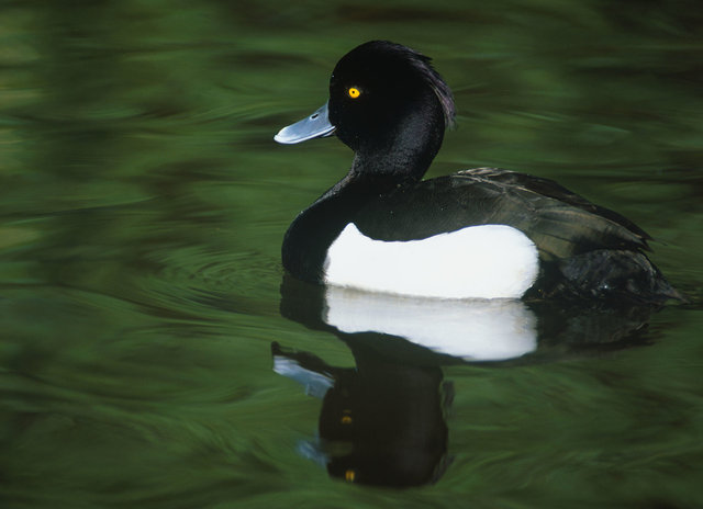 Tufted Duck