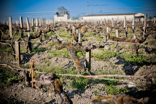 Margaux33 © Laurent Gazal.jpg
