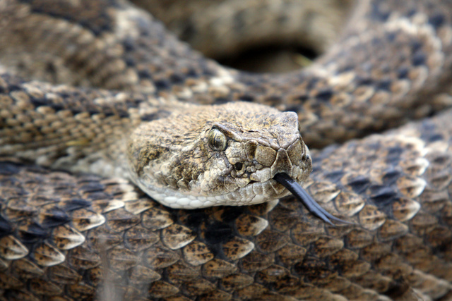 Western Diamondback Rattlesnake, southern Texas