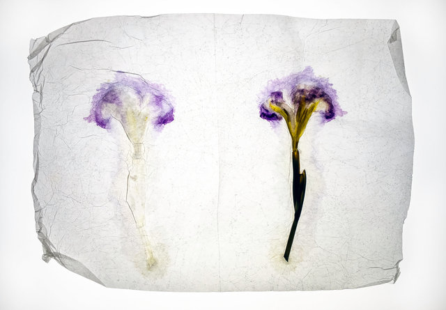 iris