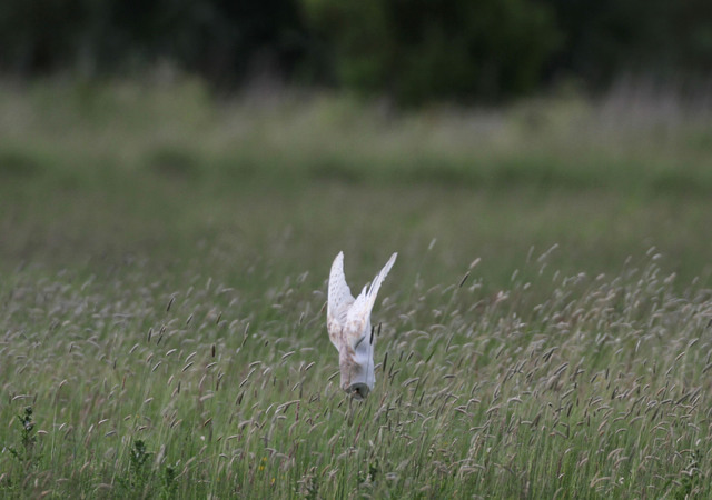 Barn Owl diving for prey