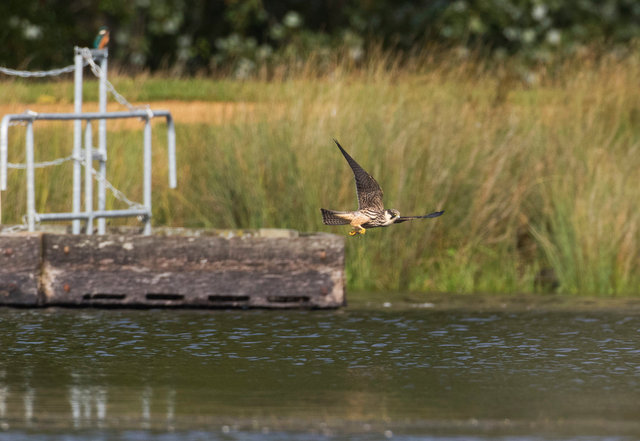Hobby with dragonflies