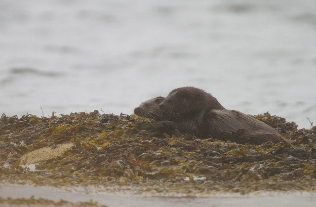 Otter mother and cub