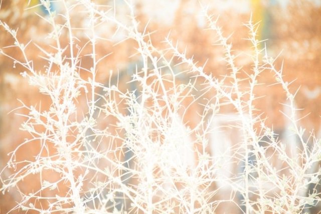 Sea I become by degrees