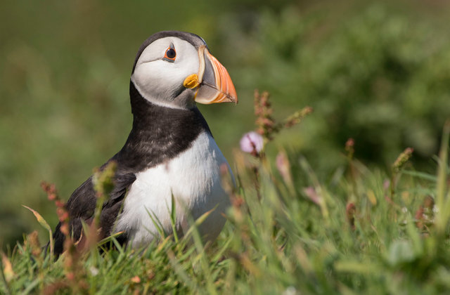 Puffin