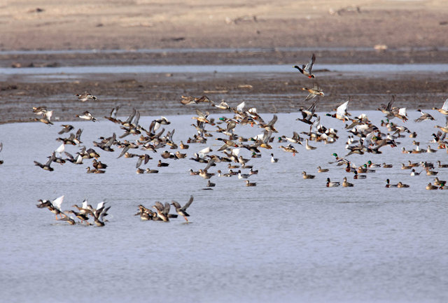 Mallards, Northern Pintails and American Wigeons, March, South Central Ohio