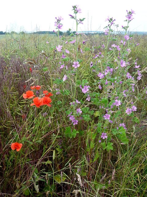 Poppies & Summer Flowers Bulls Green (2) VB.JPG