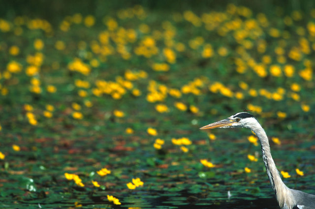 Grey heron and dragonfly