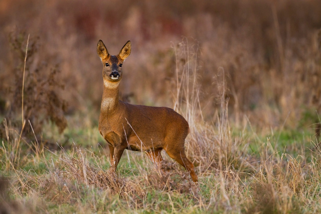 Roe Deer
