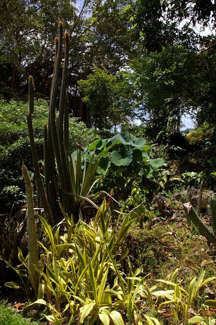 Andromeda Botanic Gardens (7) VB.JPG