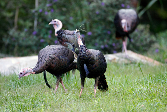 Wild Turkey, southern Ohio