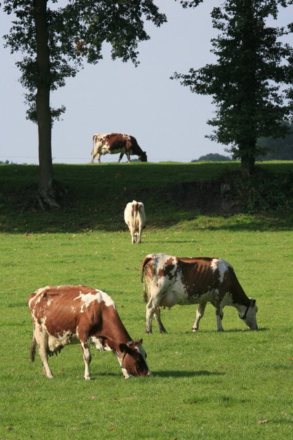 vasse - esch