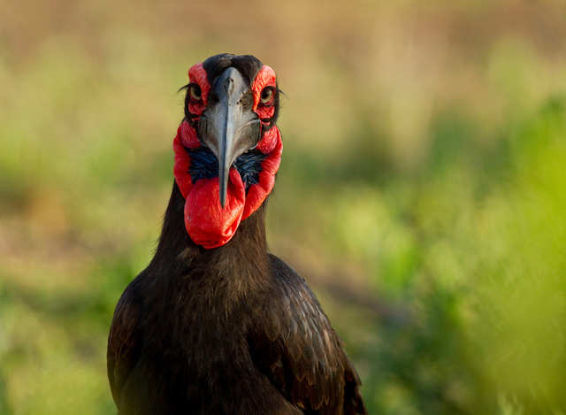Southern Ground Hornbill