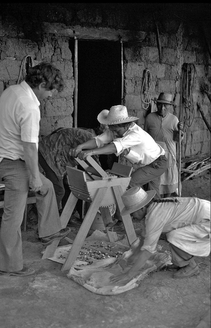 Peanut Project - peanut shelling tool trials.