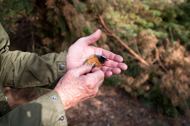 Common Redstart (Phoenicurus phoenicurus). 