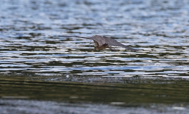 Hobby chasing dragonfly