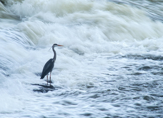 Grey heron