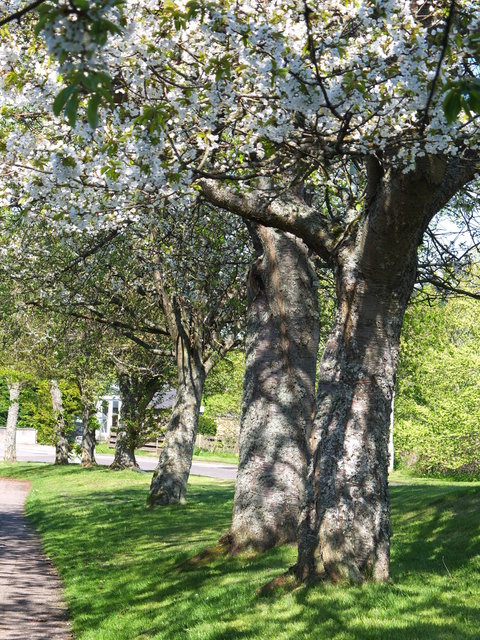 White Blossom 4 by Alison Gracie