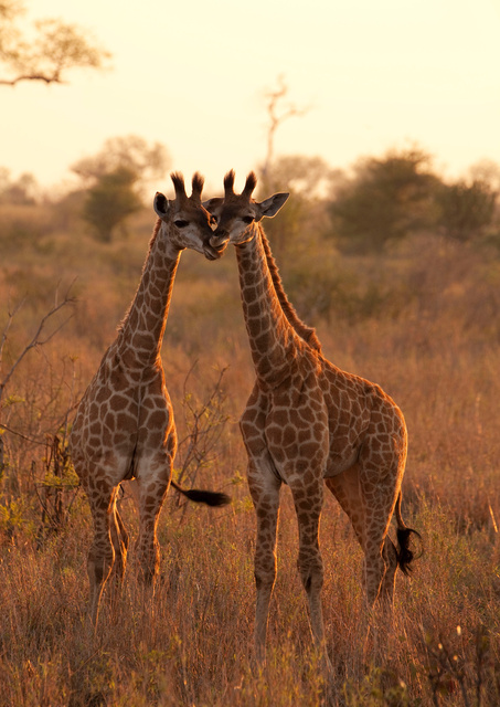 Young giraffe