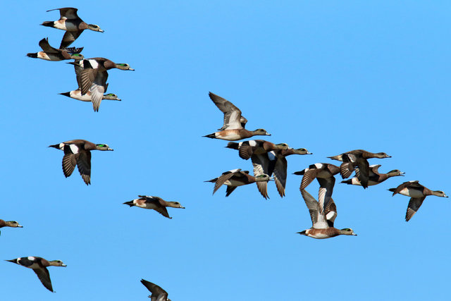 American Wigeons, March, Ohio