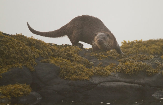 Otter