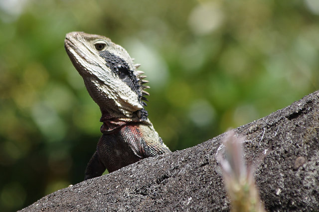 Taronga Zoo (8) edited VB.jpg