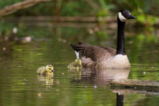 Canada goose with young