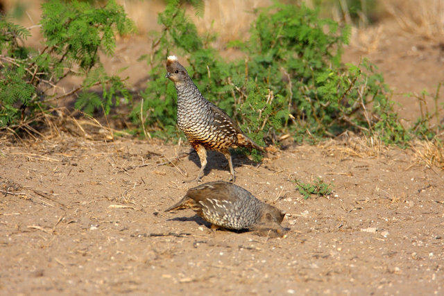 Scaled Quail, southern Texas