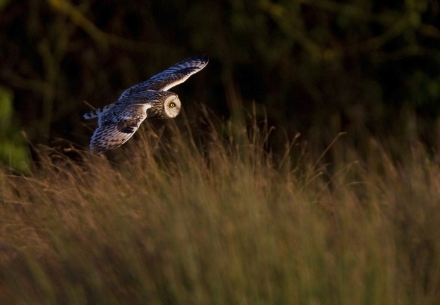Short-eared Owl