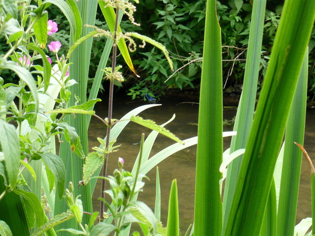 Damsel at River Lea VB.JPG