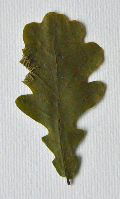 DSC_7014.jpg