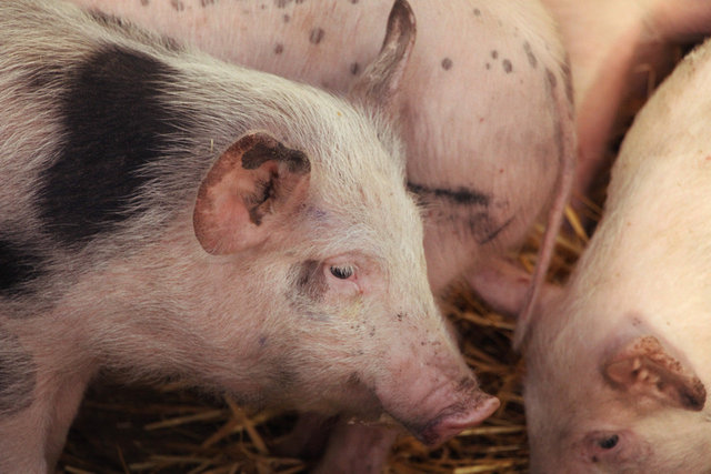 Gloucester Old Spot Pigs, Monmouthshire Livestock Centre