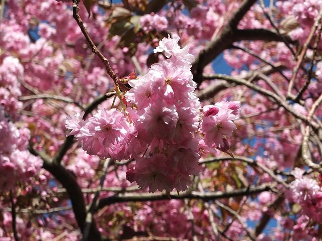 5 - Pink Blossom 2015 by Alison Gracie