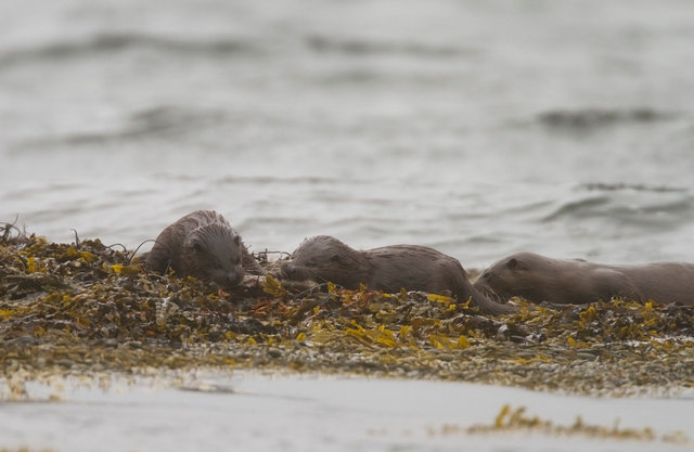 Otter cubs feeding