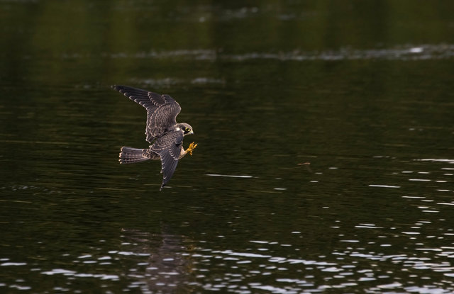 Hobby chasing dragonfly