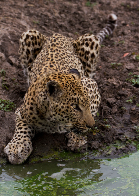 Leopard