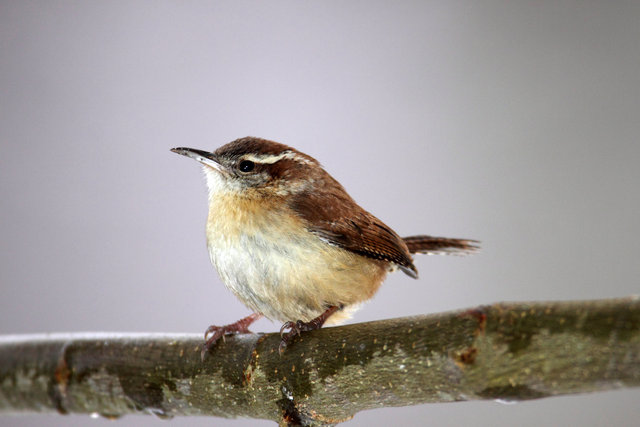 Carolina Wren, Ohio