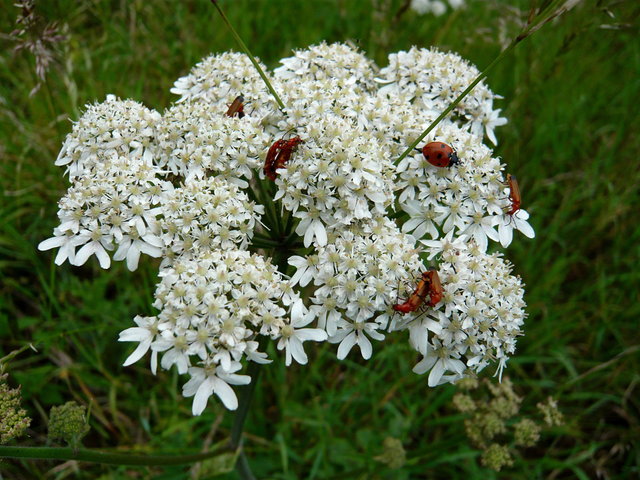 Orange Flies on White Flowers (3) VB.JPG