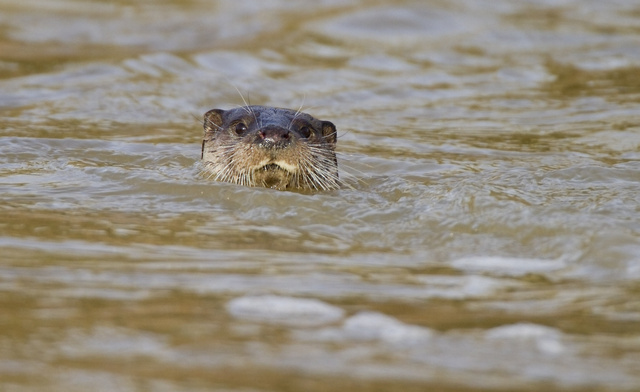 Otter