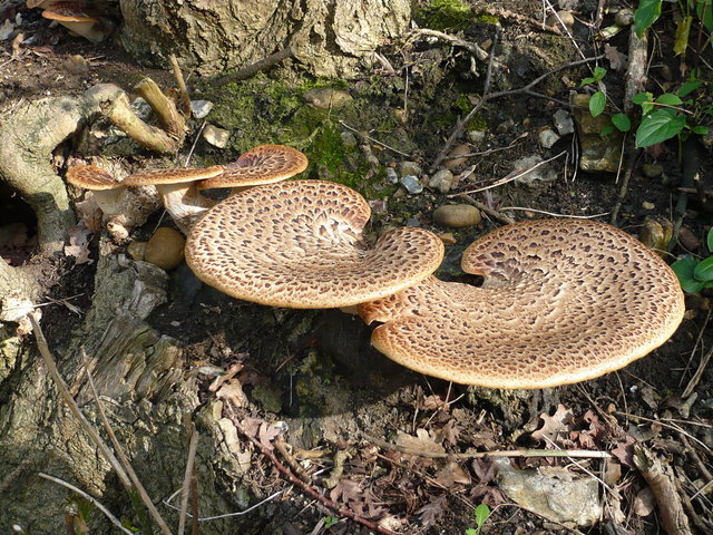 Fungi on Ayot Greenway VB.JPG