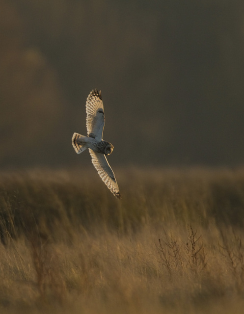 Short-eared Owl