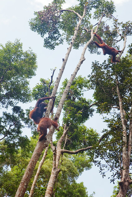 Two Orangutans 